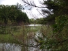Wetland northeast of lower Ripley Pond